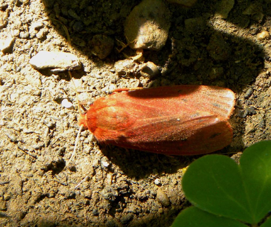 farfallina da identificare - Phragmatobia fuliginosa, Erebidae Arctiinae